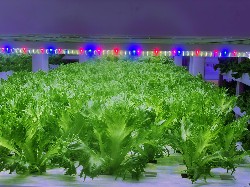 lettuceonsite3 color