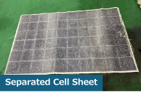 separated cell sheet