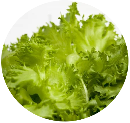 lettuce01