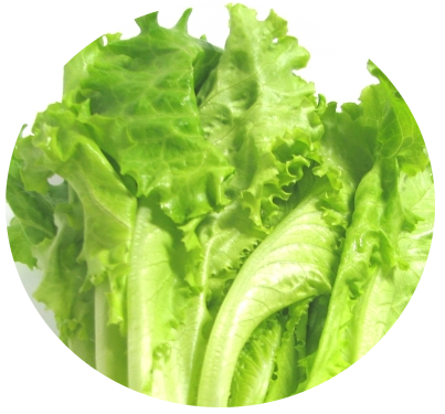 lettuce02