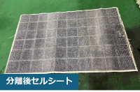 分離後セルシート